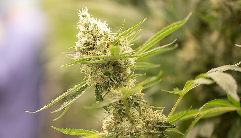 Eine Cannabispflanze blüht. Eine Cannabispflanze blüht.