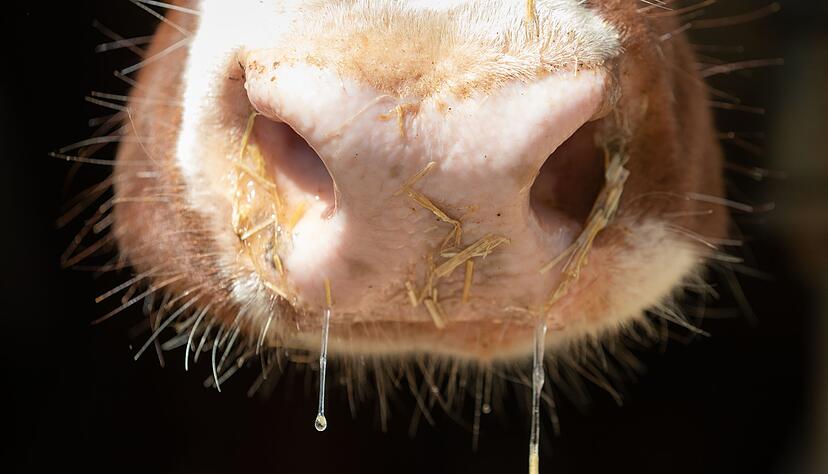 Auch in Deutschland besteht Sorge vor der Rinderkrankheit Lumpy Skin Disease. (Symbolbild)