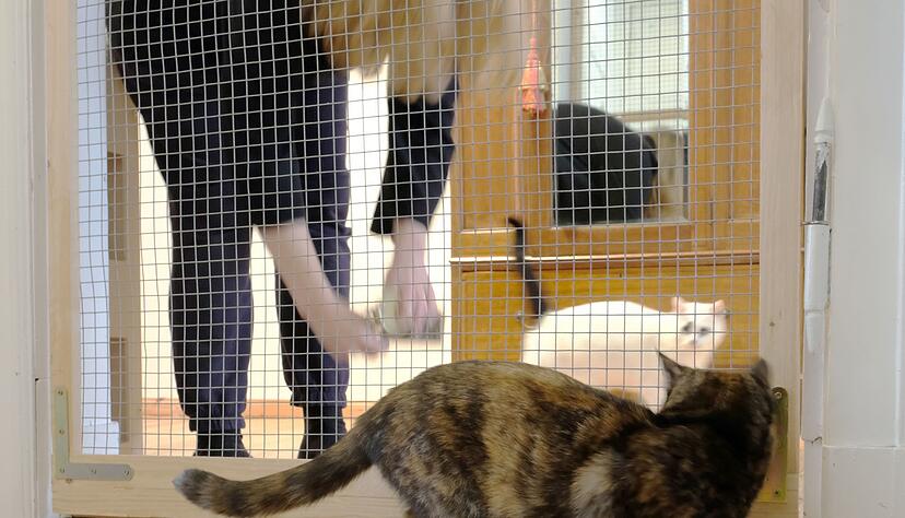 Ein Katzengitter gibt &laquo;neuer&raquo; und &laquo;alter&raquo; Katze Zeit, sich in Ruhe kennenzulernen.