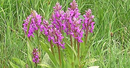 Das breitblättrige Knabenkraut strahlt in Pink im Spatzen- und Hasenhof sowie im Rottal. Foto: Archiv/Döttling