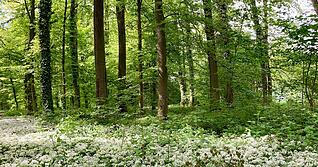 Blüht der Bärlauch erst, so wie hier am 1. Mai 2024 zwischen Neckarsulm-Amorbach und Bad Friedrichshall-Plattenwald, riecht er zwar stark nach Knoblauch, schmeckt aber nicht mehr besonders. Giftig wird er allerdings nicht.