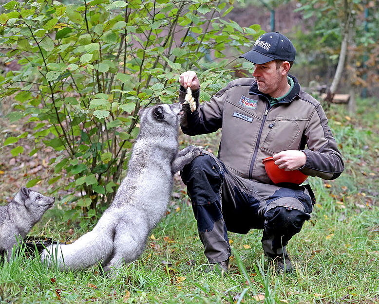 Polarfüchse im Wildpark Tripsdrill in Cleebronn