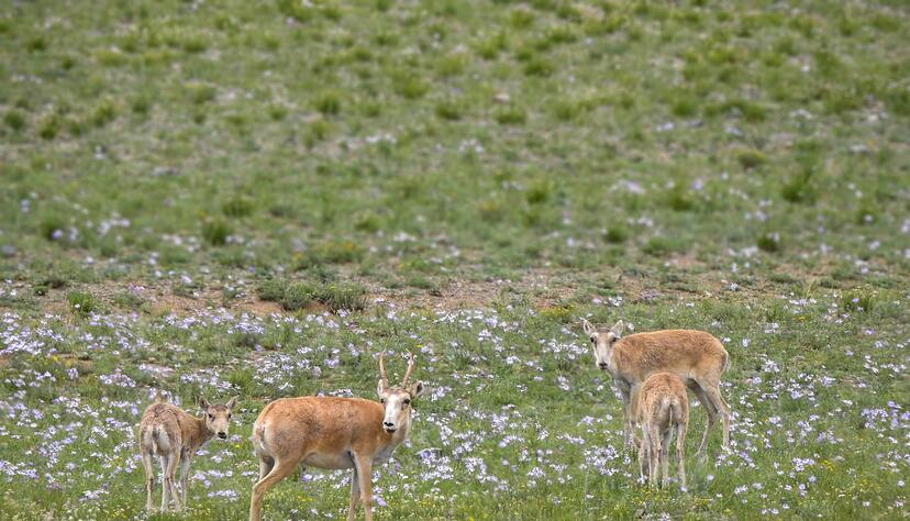 Die mongolischen Saiga-Antilopen gehören WWF zufolge zu den Gewinnern des Jahres. Die mongolischen Saiga-Antilopen gehören WWF zufolge zu den Gewinnern des Jahres.