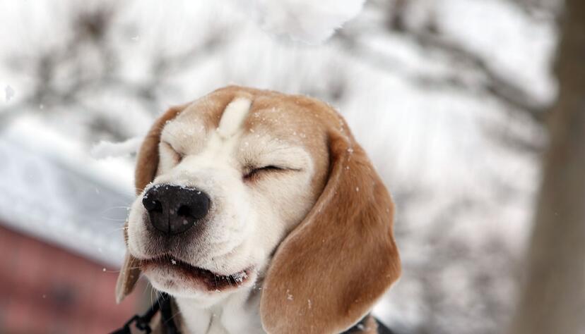Eine Gassitour im Winter kann ganz schön unangenehm sein. Ältere oder gesundheitlich angeschlagene Hunde brauchen hier besondere Rücksicht.