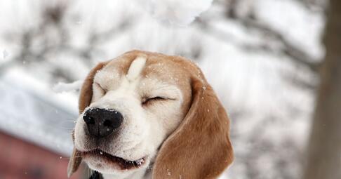 Eine Gassitour im Winter kann ganz schön unangenehm sein. Ältere oder gesundheitlich angeschlagene Hunde brauchen hier besondere Rücksicht.