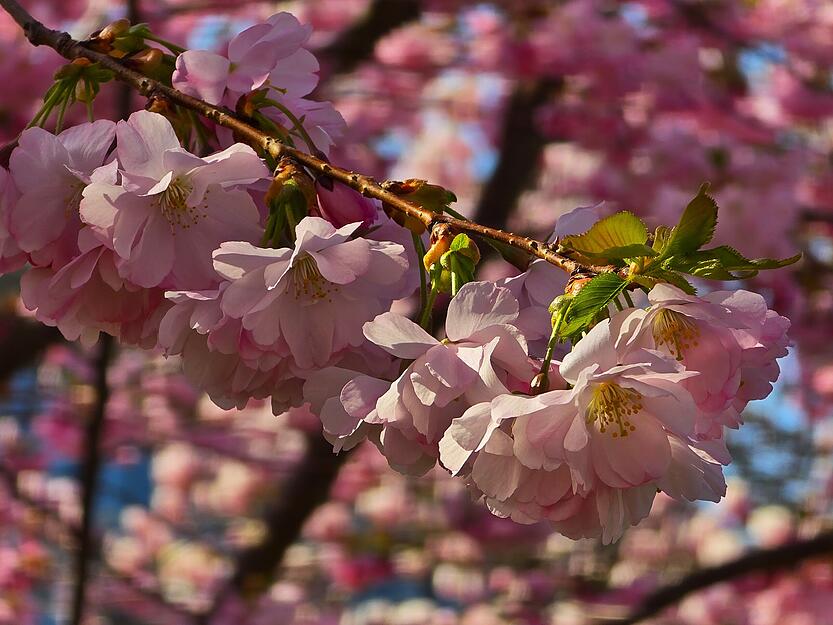 Die filigranen Blüten der Kirsche variieren in der Farbe. Neben rosa Blüten gibt es auch weiße und pinke. Die filigranen Blüten der Kirsche variieren in der Farbe. Neben rosa Blüten gibt es auch weiße und pinke.