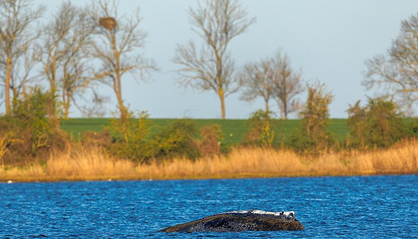Der Buckelwal liegt vor der Insel Poel am Dienstagmorgen an der gleichen Stelle wie am Vorabend.
