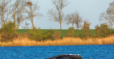 Der Buckelwal liegt vor der Insel Poel am Dienstagmorgen an der gleichen Stelle wie am Vorabend.