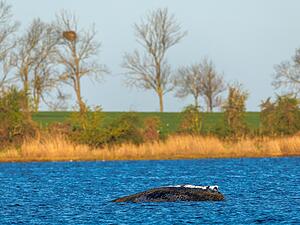 Der Buckelwal liegt vor der Insel Poel am Dienstagmorgen an der gleichen Stelle wie am Vorabend.