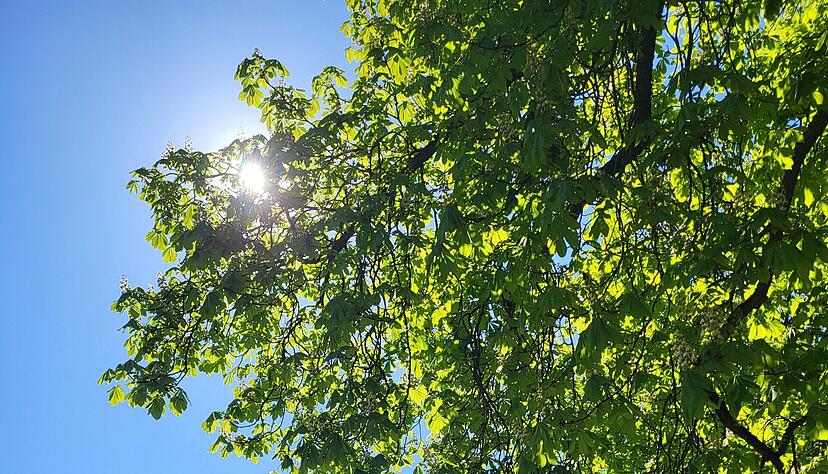 Wenn die Sonne hinter den B&auml;umen hervor blitzt, holt man sich mit einem Spaziergang durch den Hofgarten eine gute Portion Vitamin D.