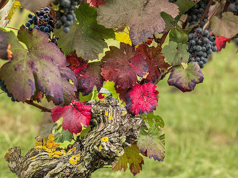Herbst in Heilbronn: Die Blätter der Weinreben scheinen wieder in bunten Herbstfarben.