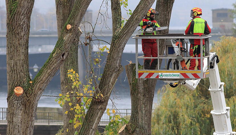 Am Wochenende sind die acht Pappeln an der Uferstra&szlig;e in Lauffen gef&auml;llt worden.