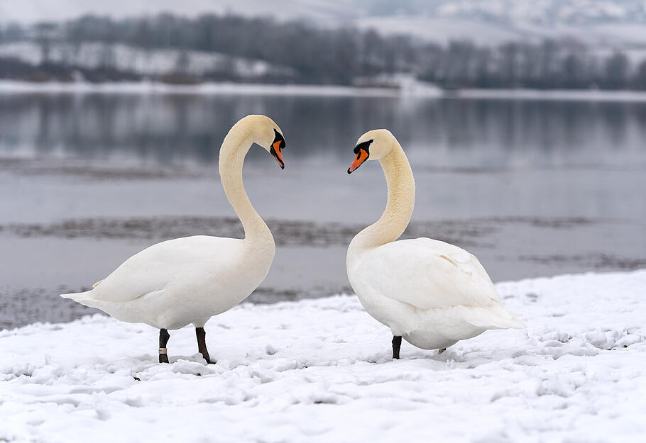 Zwei Schwäne am Breitenauer See (Januar 2021)