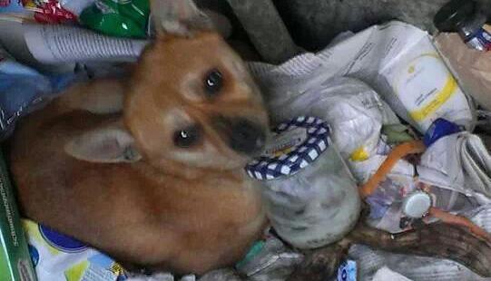 Hund in Mülleimer entsorgt | 17.03.