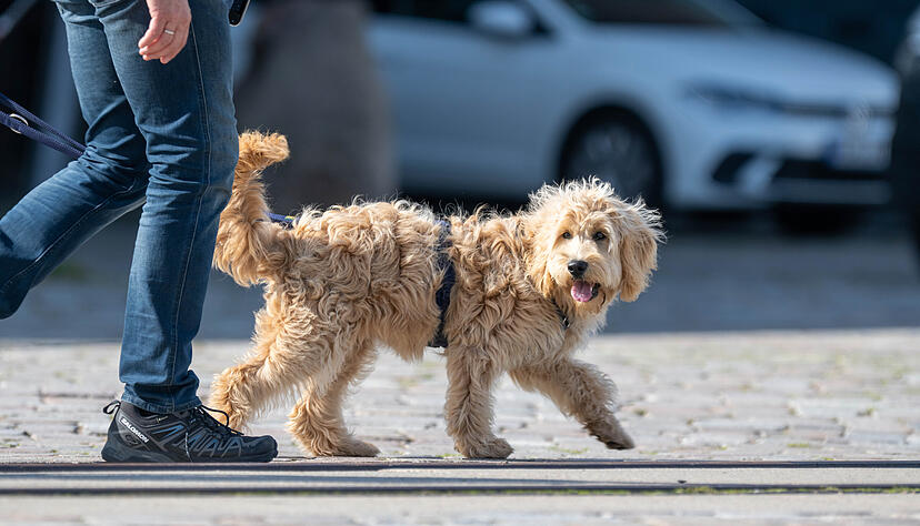 Heilbronn plant eine h&ouml;here Hundesteuer.