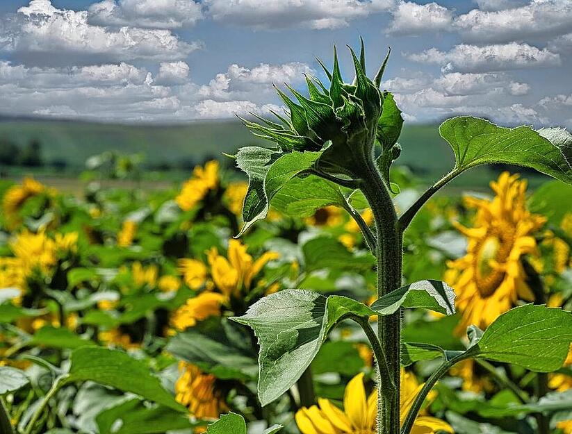 Ganz nah ran gegangen ist Stephanie Rüdele aus Zweiflingen bei ihrer Pirsch im Sonnenblumenfeld. So ist sogar zu sehen, wie blütenstaubbedeckt die Biene ist. Ganz nah ran gegangen ist Stephanie Rüdele aus Zweiflingen bei ihrer Pirsch im Sonnenblumenfeld. So ist sogar zu sehen, wie blütenstaubbedeckt die Biene ist.