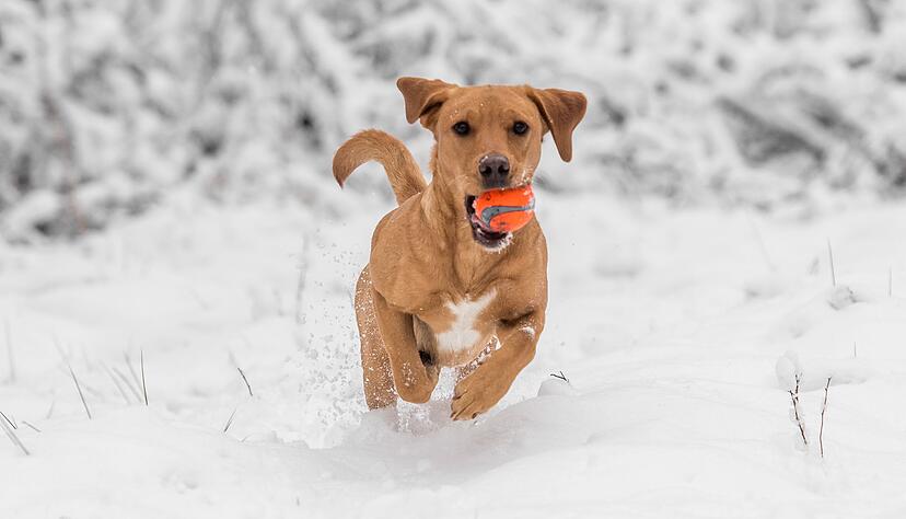 Hund haben ist Herzenssache, kein Steuersparmodell. Nur in bestimmten Fällen erkennt das Finanzamt Ausgaben für den Vierbeiner an. Hund haben ist Herzenssache, kein Steuersparmodell. Nur in bestimmten Fällen erkennt das Finanzamt Ausgaben für den Vierbeiner an.