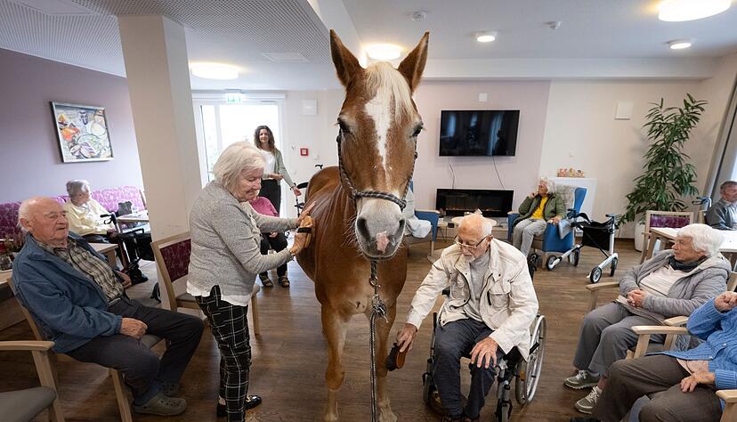 Geduldig lässt sich die Haflinger-Stute striegeln. Geduldig lässt sich die Haflinger-Stute striegeln.