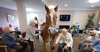 Geduldig lässt sich die Haflinger-Stute striegeln. Geduldig lässt sich die Haflinger-Stute striegeln.