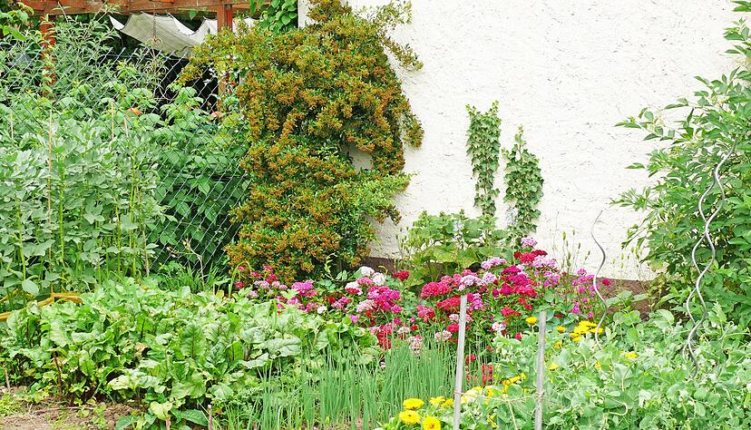 Ein Garten, in dem sich nicht nur Menschen wohlfühlen, sondern auch Insekten: Der Nabu gibt auf der eigenen Website Tipps für passende Pflanzen. Foto: privat