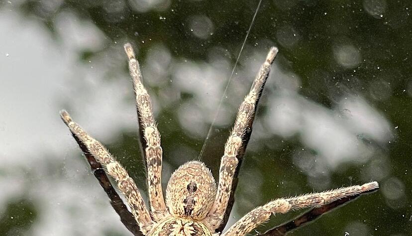 Die Nosferatu-Spinne beist in Ausnahmef&auml;llen. (Archivbild)