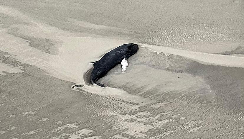 Der tote Buckelwal liegt im Sand in einer Senke.