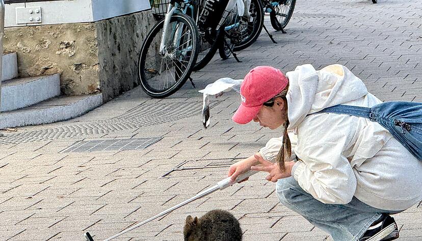 Ein Quokka-Selfie ist heiß begehrt, aber Touristen sollten dabei den nötigen Abstand halten. Ein Quokka-Selfie ist heiß begehrt, aber Touristen sollten dabei den nötigen Abstand halten.