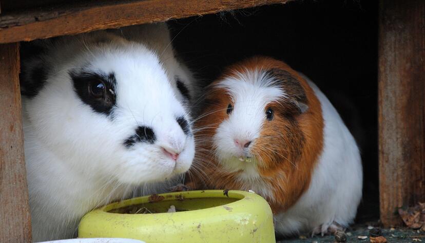 Unter einem Dach: Ist das bei Kaninchen und Meerschweinchen eine gute Idee?