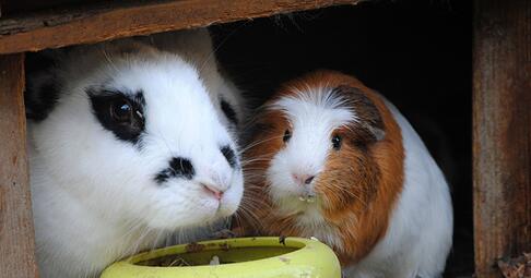 Unter einem Dach: Ist das bei Kaninchen und Meerschweinchen eine gute Idee?