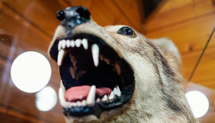 Der Wolf von der Hornisgrinde soll im Fall eines t&ouml;dlichen Treffers direkt der Forstlichen Versuchs- und Forschungsanstalt BW (FVA) &uuml;bergeben werden.(Archiv)