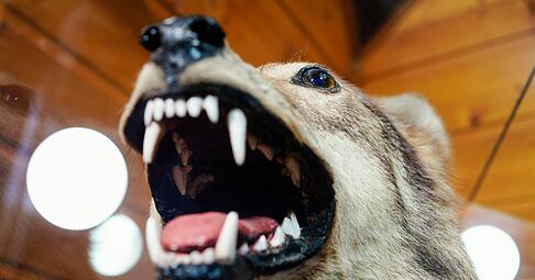 Der Wolf von der Hornisgrinde soll im Fall eines t&ouml;dlichen Treffers direkt der Forstlichen Versuchs- und Forschungsanstalt BW (FVA) &uuml;bergeben werden.(Archiv)