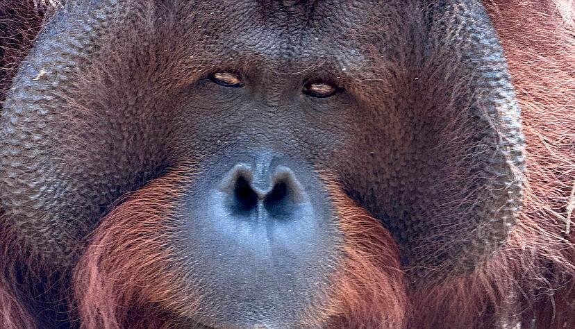Orang-Utans teilen 97 Prozent ihres Erbguts mit den Menschen und sind sehr intelligent. (Archivbild) Orang-Utans teilen 97 Prozent ihres Erbguts mit den Menschen und sind sehr intelligent. (Archivbild)