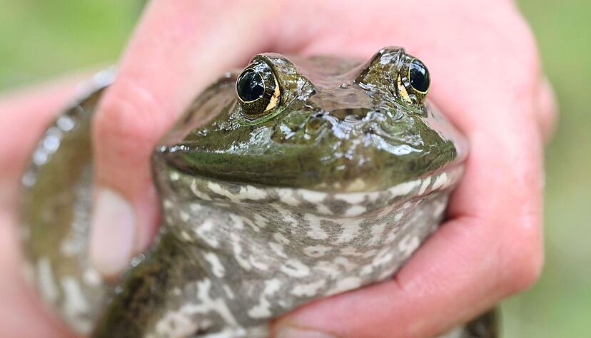 Die Tiere sind eingewandert und eine Gefahr f&uuml;r hiesige Fauna. (Archivbild)