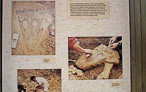 Vergilbte Fotos und Erklärungen zeigen, wie die Grabung 1977 ablief. Vergilbte Fotos und Erklärungen zeigen, wie die Grabung 1977 ablief.