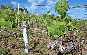 Auf dem Heiligenberg werden vor allem die Rebsorten M&uuml;ller-Thurgau, Schwarzriesling und Bacchus angebaut. Foto: Barbara Griesinger