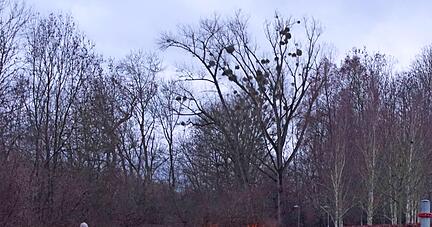 Bei der Themenwanderung durch die Cappelaue sind 30 Teilnehmer in der Dämmerung unterwegs und erfahren über Geschichten zu den Rauhnächten, welche Themen die Menschen früher zum Jahreswechsel umgetrieben haben.
Fotos: Philip-Simon Klein Bei der Themenwanderung durch die Cappelaue sind 30 Teilnehmer in der Dämmerung unterwegs und erfahren über Geschichten zu den Rauhnächten, welche Themen die Menschen früher zum Jahreswechsel umgetrieben haben.
Fotos: Philip-Simon Klein