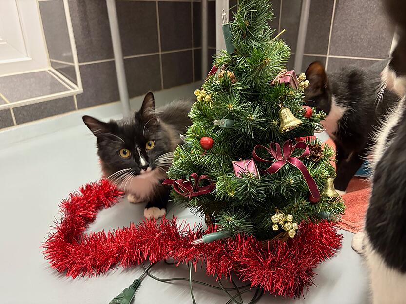 Die Geschwister Eli (rechts), Naomi (hinten) und Wuschel (links) lebten in einem Gartenh&auml;uschen in Heilbronn. Am 8. Dezember 2024 kamen sie ins Tierheim.