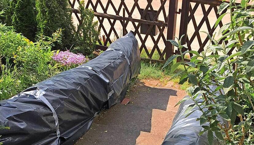 Schwarze Müllsäcke decken in einem Garten eine Buchsbaumhecke ab, um den Befall durch Buchsbaumzünsler zu bekämpfen. Schwarze Müllsäcke decken in einem Garten eine Buchsbaumhecke ab, um den Befall durch Buchsbaumzünsler zu bekämpfen.