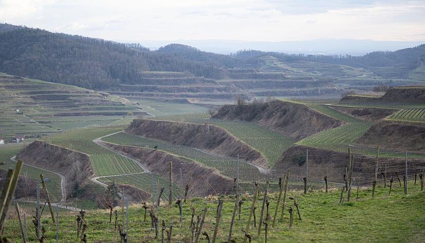 Die Weinberge am Texaspass im Kaiserstuhl bei Oberbergen.