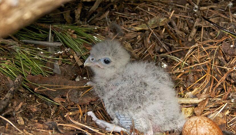 Als Küken sind Neuseelandfalken noch flaumig und hell. Als Küken sind Neuseelandfalken noch flaumig und hell.