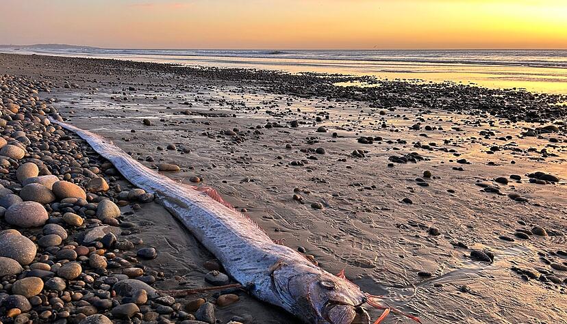 Dieser etwa drei Meter lange Riemenfisch wurde in Kalifornien an den Strand gespült. Dieser etwa drei Meter lange Riemenfisch wurde in Kalifornien an den Strand gespült.
