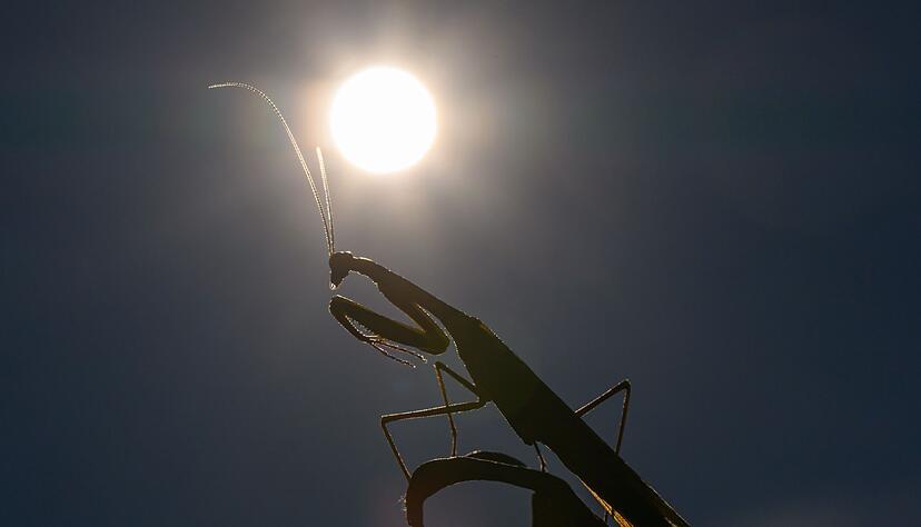 Das Jahr 2025 d&uuml;rfte eines der drei hei&szlig;esten werden. (Archivbild)