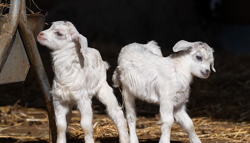Auf wackligen Beinen erkunden die jungen Kaschmirziegen ihr Gehege in der Wilhelma.