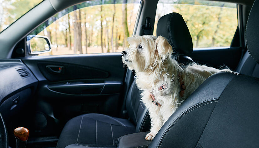 Hunde sollten bei warmen Temperaturen nie alleine im Auto gelassen werden. Im Gegensatz zum Menschen können sich Hunde nicht durch Schwitzen über die Haut Kühlung verschaffen. Stattdessen beginnen sie zu hecheln, um über die Schleimhäute im Maulinneren Verdunstungskälte zu erzeugen.