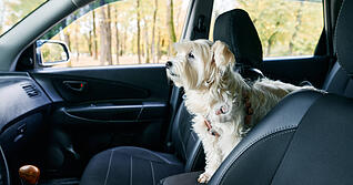 Hunde sollten bei warmen Temperaturen nie alleine im Auto gelassen werden. Im Gegensatz zum Menschen können sich Hunde nicht durch Schwitzen über die Haut Kühlung verschaffen. Stattdessen beginnen sie zu hecheln, um über die Schleimhäute im Maulinneren Verdunstungskälte zu erzeugen. Hunde sollten bei warmen Temperaturen nie alleine im Auto gelassen werden. Im Gegensatz zum Menschen können sich Hunde nicht durch Schwitzen über die Haut Kühlung verschaffen. Stattdessen beginnen sie zu hecheln, um über die Schleimhäute im Maulinneren Verdunstungskälte zu erzeugen.