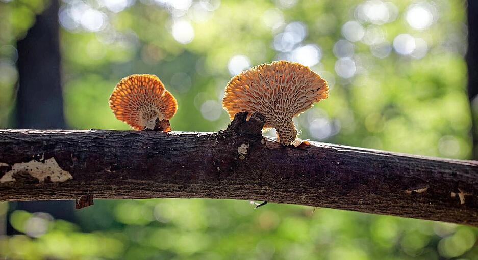 Die Struktur dieser Waldbewohner hat Heimatreporterin Uschi Pohl begeistert. Auch wenn die wenigsten die Namen der Pilze kennen, faszinieren sie jeden.