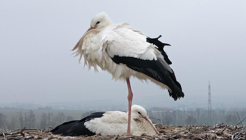 Dass St&ouml;rche in Hessen &uuml;berwintern, ist den Nabu-Fachleuten bekannt.