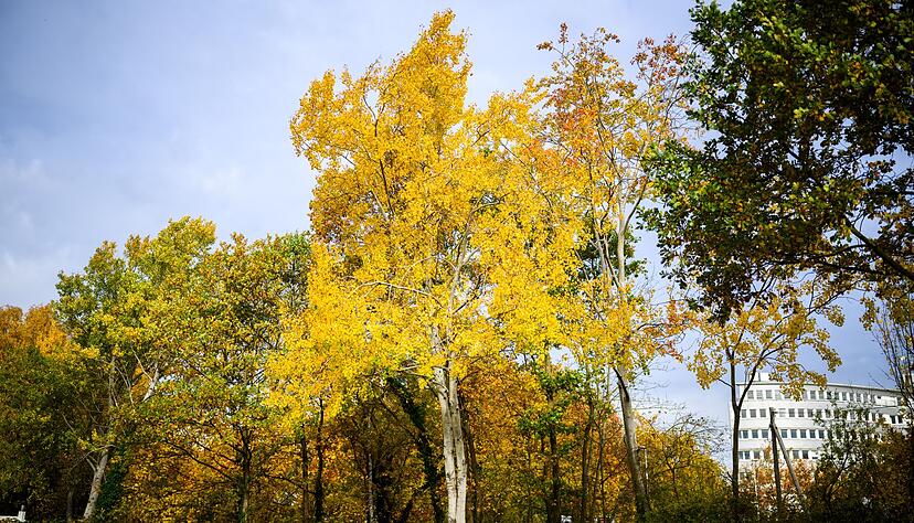 Die Zitterpappel (Populus tremula) - auch Espe oder Aspe genannt -  ist Baum des Jahres 2026.
