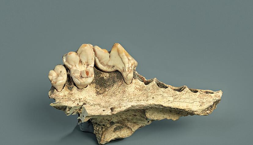 Bei manchen &Uuml;berresten war bisher nicht eindeutig, ob sie von Hunden stammen.