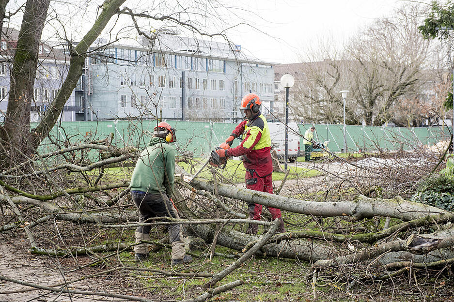Bäume fallen im Stadtgarten | 13.12.